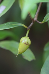 Ternstroemia