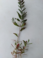 Eucalyptus aromaphloia