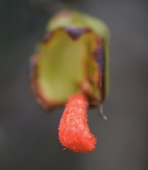 Ternstroemia
