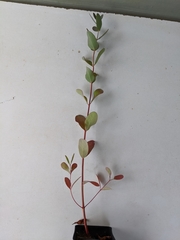 Eucalyptus aromaphloia