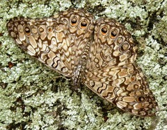 Hamadryas februa