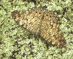 Hamadryas februa