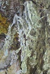 Ramalina ovalis