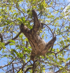 Bradypus variegatus