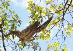 Bradypus variegatus