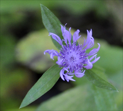 Centaurea cyanus