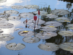 Nymphaea
