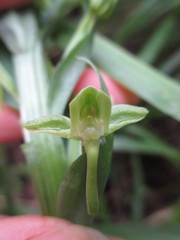 Habenaria floribunda