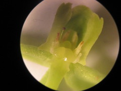 Habenaria floribunda