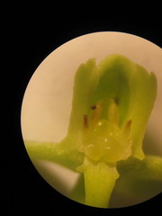 Habenaria floribunda