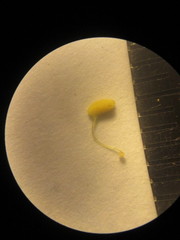 Habenaria floribunda