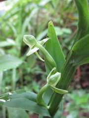 Habenaria floribunda