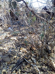 Ruellia hirsutoglandulosa