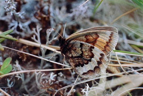 Banded Alpine