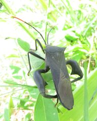 Anoplocnemis curvipes