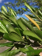 Dodonaea viscosa elaeagnoides