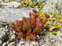 Rhodiola quadrifida