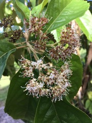 Callicarpa ampla