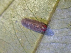 Plectoderini
