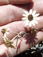 Sanvitalia fruticosa