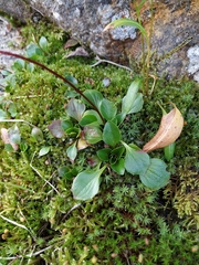 Micranthes melaleuca