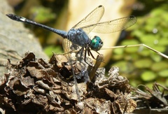 Micrathyria aequalis