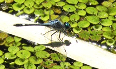 Micrathyria aequalis