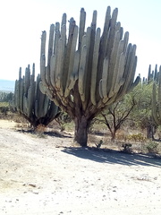 Pachycereus weberi