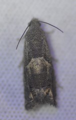 Epiblema strenuana