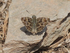 Carcharodus