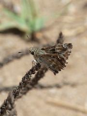 Carcharodus