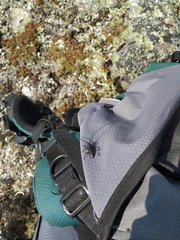 Monochamus sutor longulus