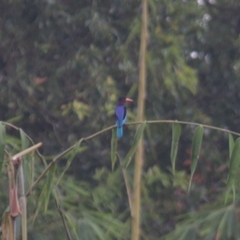 Halcyon cyanoventris