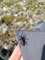 Monochamus sutor longulus