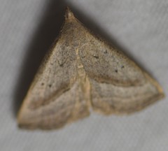 Macrochilo hypocritalis