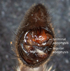 Tasmanicosa godeffroyi