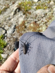 Monochamus sutor longulus