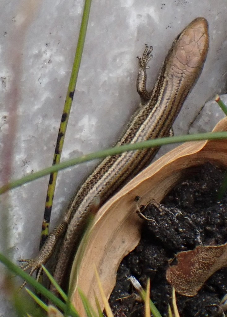 Southern Grass Tussock Skink
