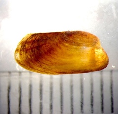 Fluviolanatus subtortus