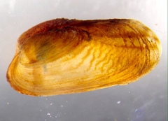 Fluviolanatus subtortus
