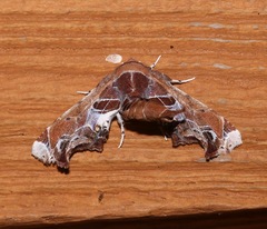 Eutelia pulcherrimus