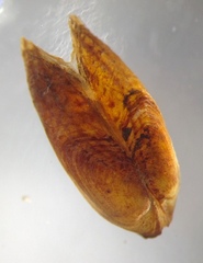 Fluviolanatus subtortus
