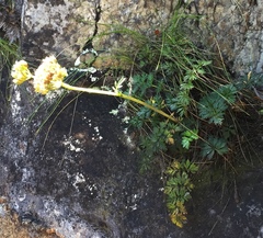 Anisotome lyallii