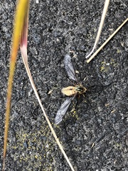 Leptotarsus vulpinus