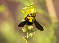 Xylocopa parvula