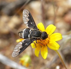 Hemipenthes bigradata