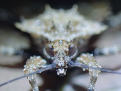 Centrocnemis