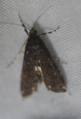 Langessa nomophilalis