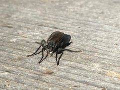 Lasiopogon