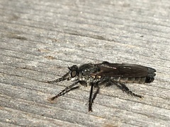 Lasiopogon